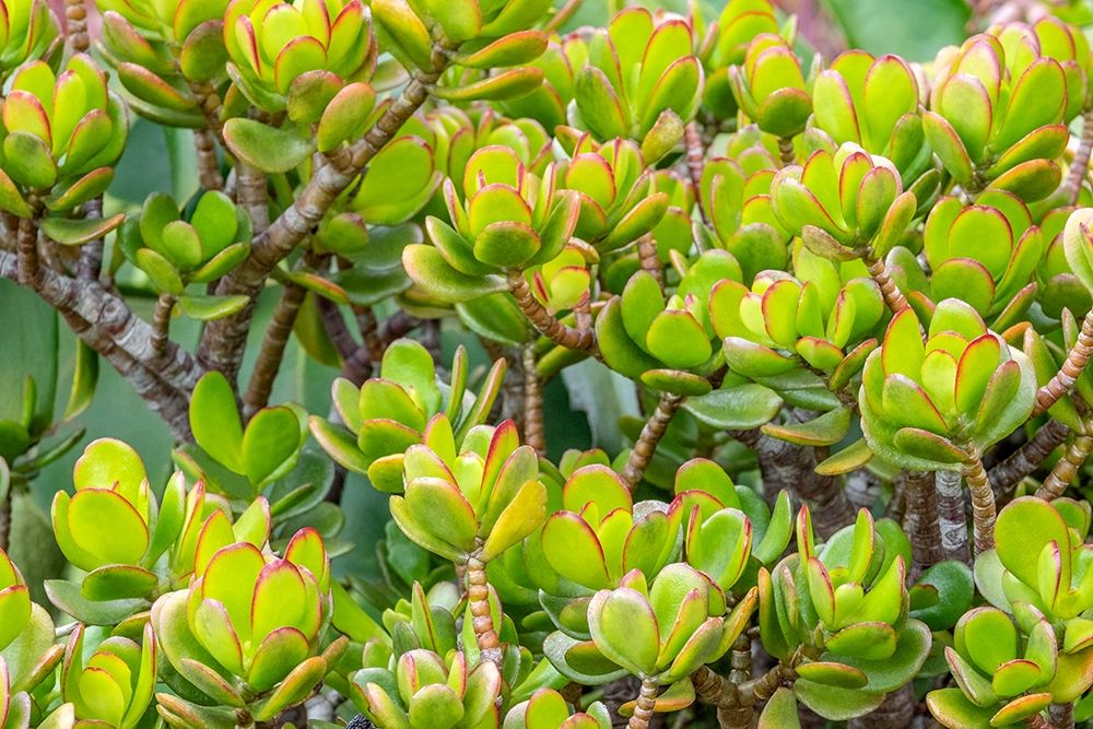 Stonecrop